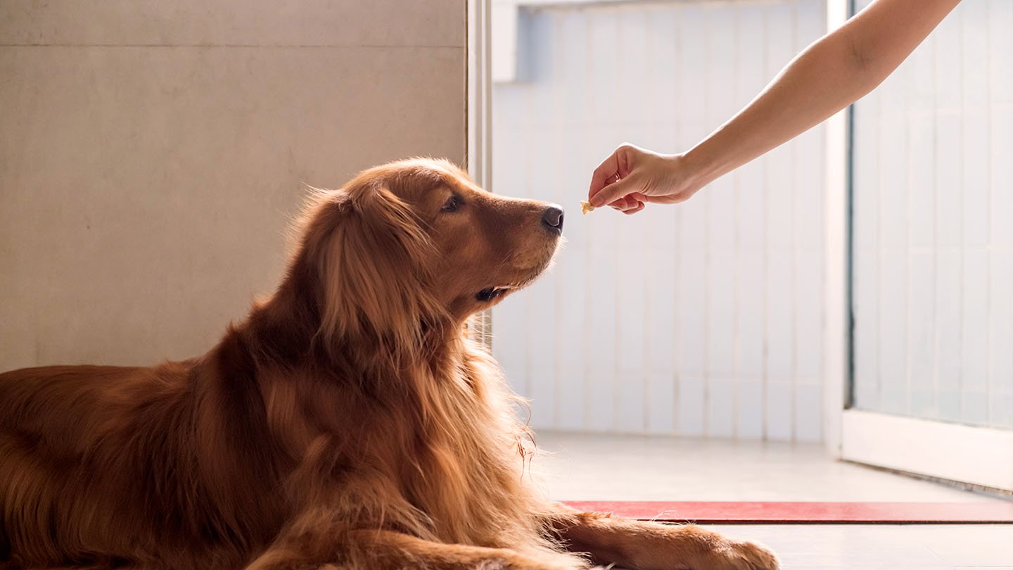 Seguro para Perros Obligatorio