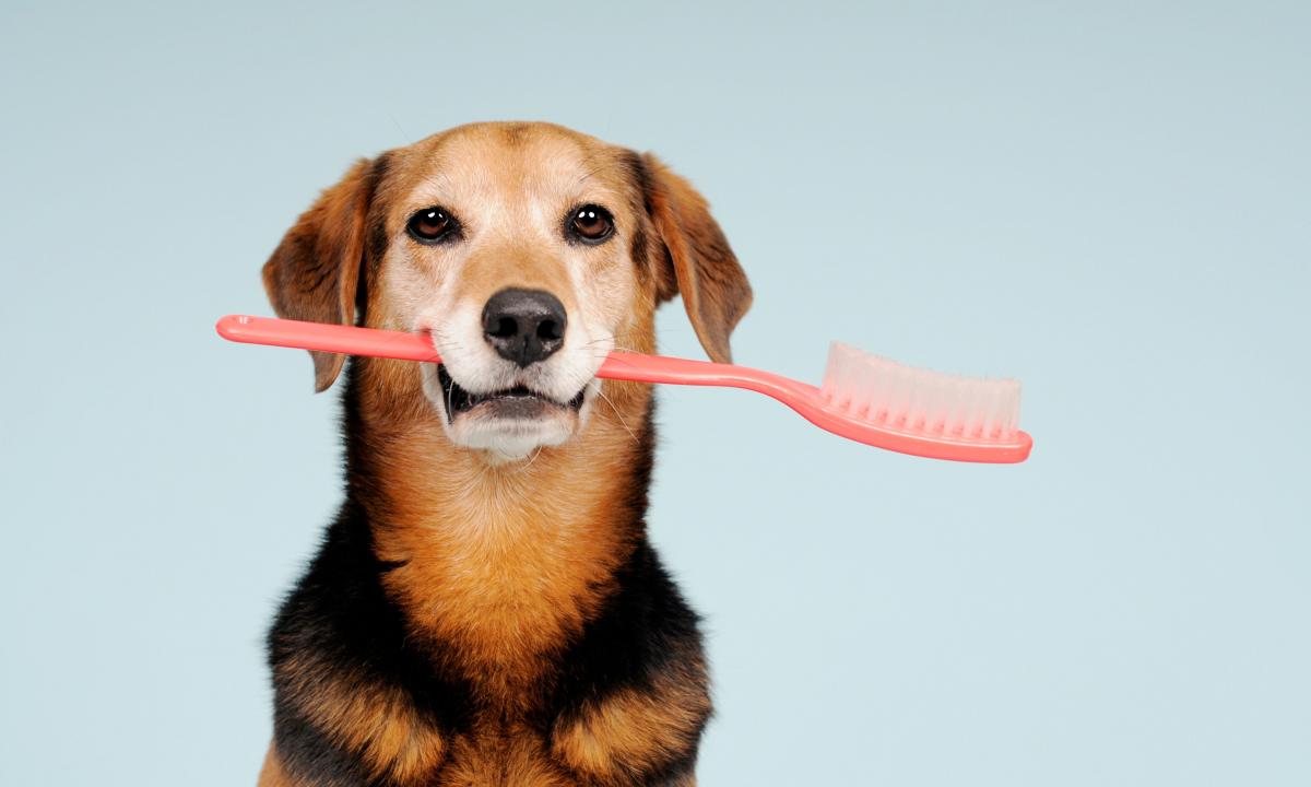 Cuidados Básicos de un perro